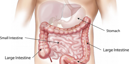 How to Improve Digestion